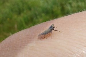 Monitoring van glasvleugelcicaden gestart op 100 percelen in Nederland