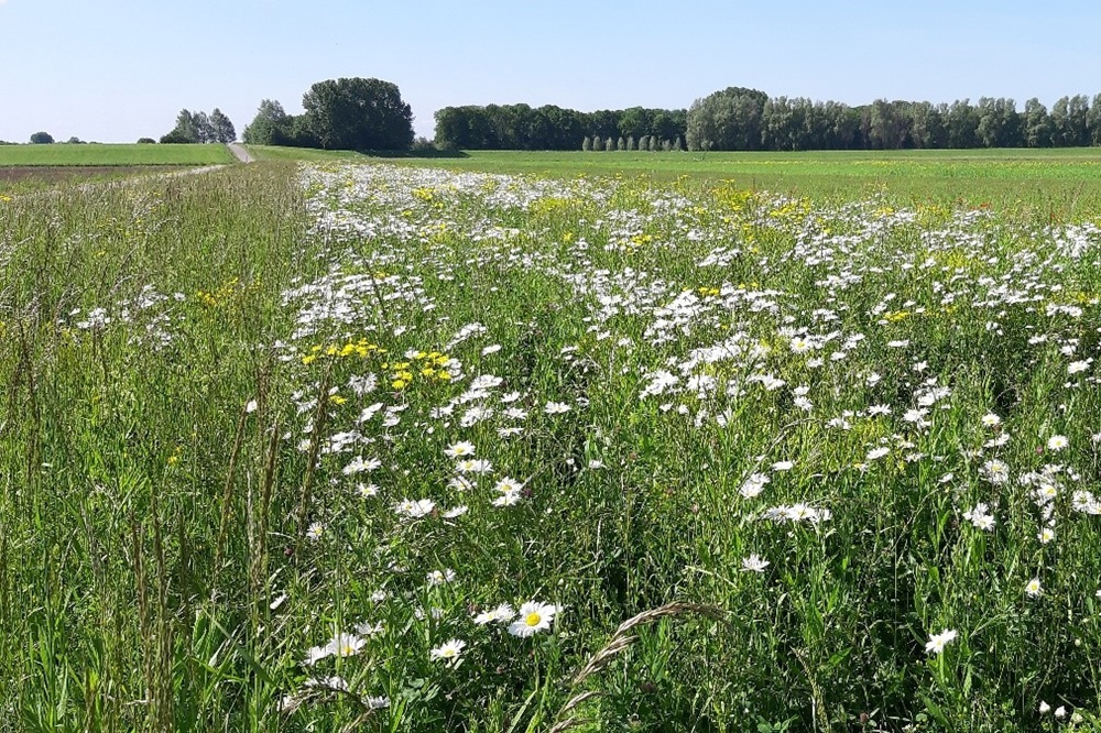 Ook bodempredatoren spelen een rol in tripsbeheersing in uien