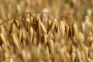 NAK controleert op bestrijding wilde haver