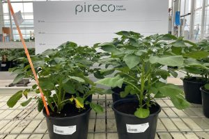 Bladvitaliteit in aardappelen cruciaal: Herfomyc ondersteunt een vitale plant