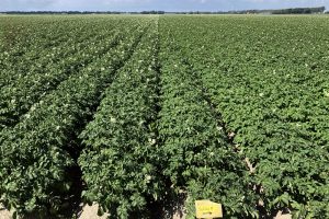 Silicium zet planten in hun kracht