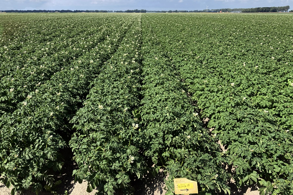 Silicium zet planten in hun kracht