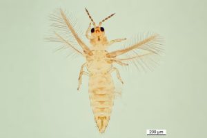 Scirtothrips duikt weer op in de buitenteelt zonder duidelijke oorsprong