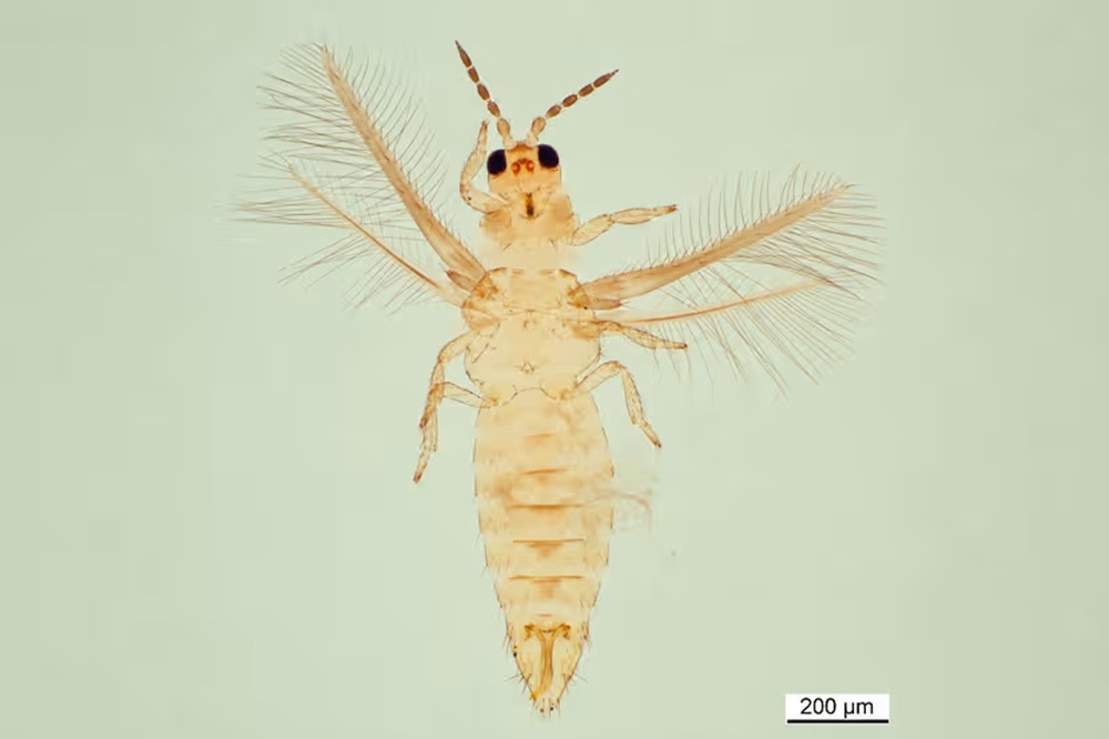 Scirtothrips duikt weer op in de buitenteelt zonder duidelijke oorsprong
