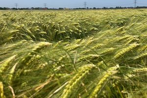 Vermeerdering gerst: "De kwaliteit is extra belangrijk"