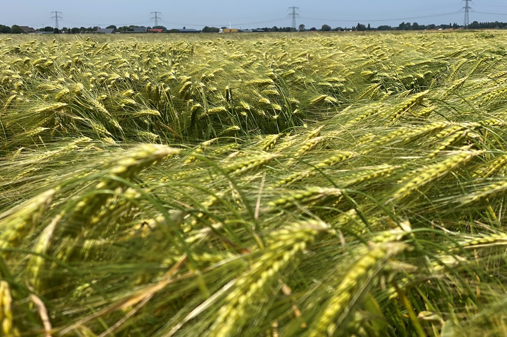 Vermeerdering gerst: "De kwaliteit is extra belangrijk"