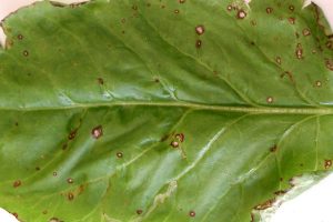Nieuws uit de Bietenkliniek: bladvlekken veroorzaakt door pseudomonas
