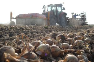 PPA: hoge opbrengsten en recordexport konden dalende uienmarkt niet voorkomen