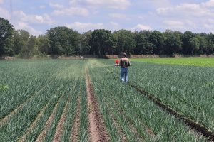 Niet automatisch spuiten tegen trips in uien, breng eerst natuurlijke vijanden in beeld