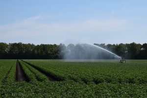 Droogte houdt aan: gevolgen voor landbouw nemen toe