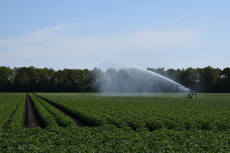 Droogte houdt aan: gevolgen voor landbouw nemen toe