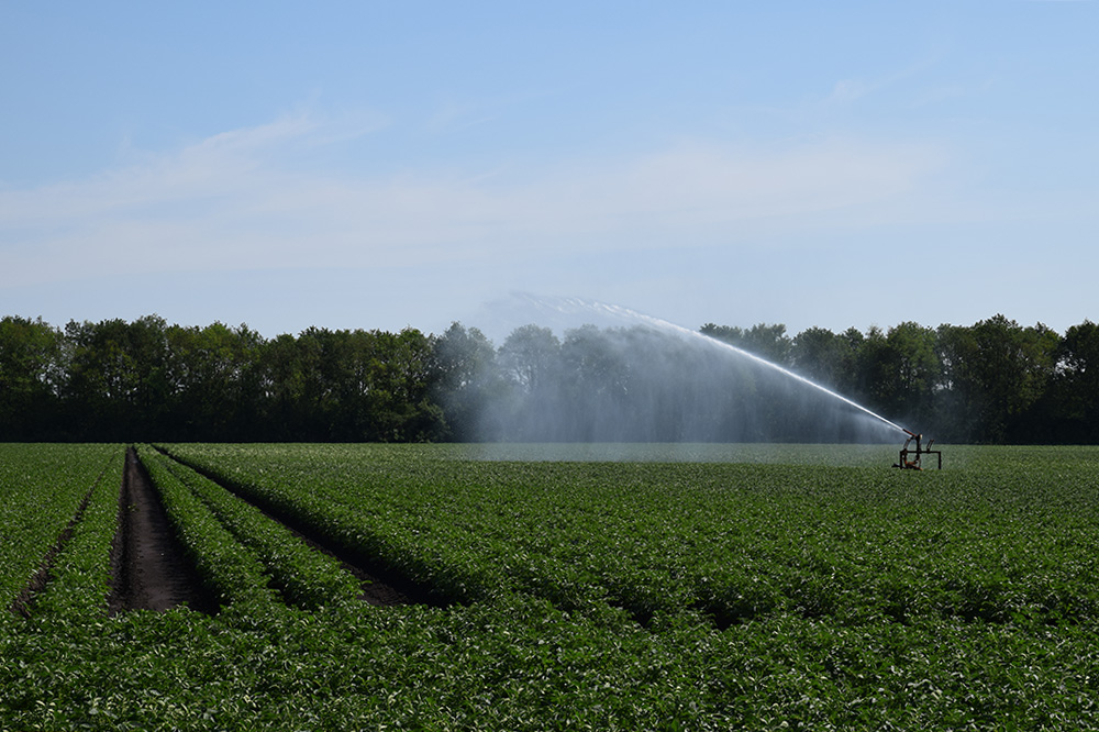 Droogte houdt aan: gevolgen voor landbouw nemen toe