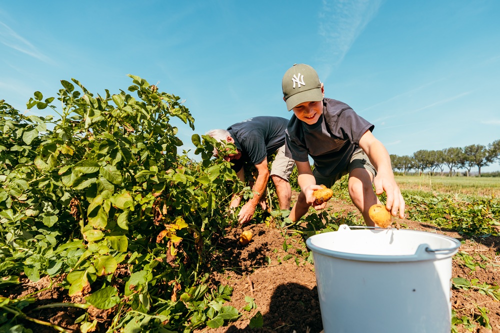 Nationale Aardappelrooidag zet in op verbinding tussen sector en maatschappij