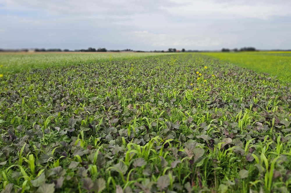 Minister past voorwaarden eco-regelingen aan vanwege droogte
