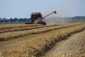 Grote opbrengstverschillen tussen wintertarwerassen bij SPNA