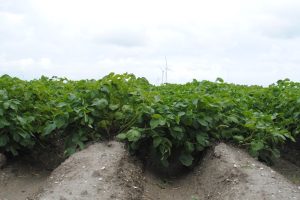 Veldkeuring pootaardappelen: iets minder pootgoed verlaagd dan vorig jaar