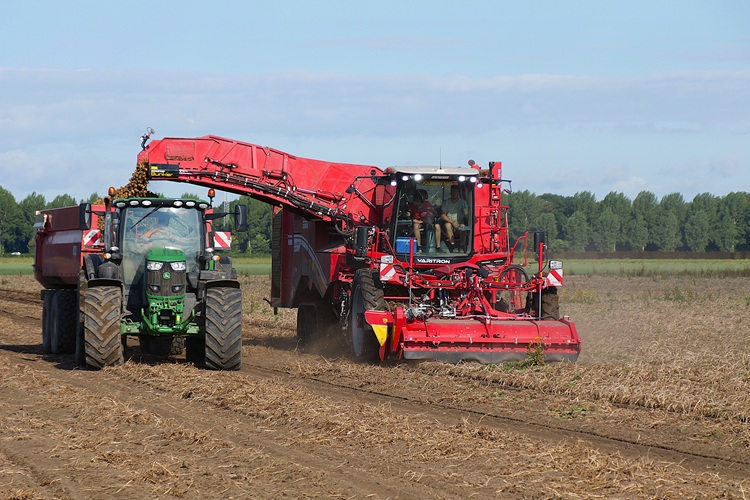 Oogst biologische aardappelen in volle gang Oogst biologische aardappelen in volle gang