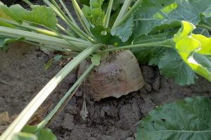 Gescheurde bieten voorzichtig rooien en niet lang bewaren
