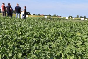 Groenbemesters leveren meer op dan alleen organische stof