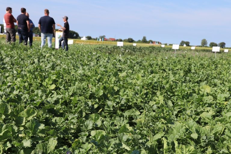 Groenbemesters leveren meer op dan alleen organische stof