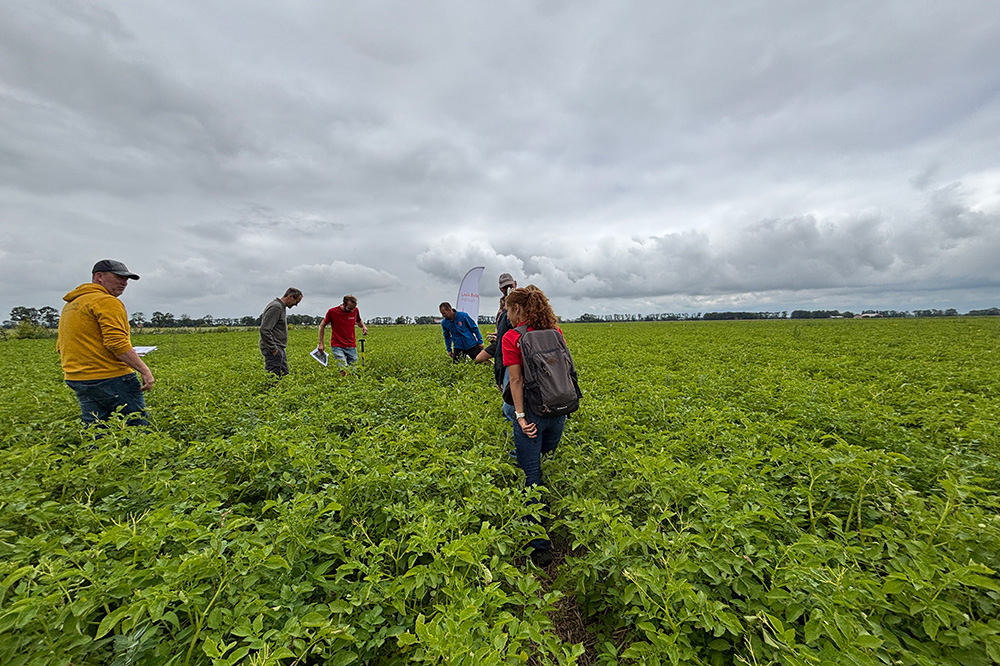 Mulchen in aardappelteelt: minder onkruid en een stabielere bodem
