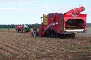 Oogst biologische aardappelen in volle gang