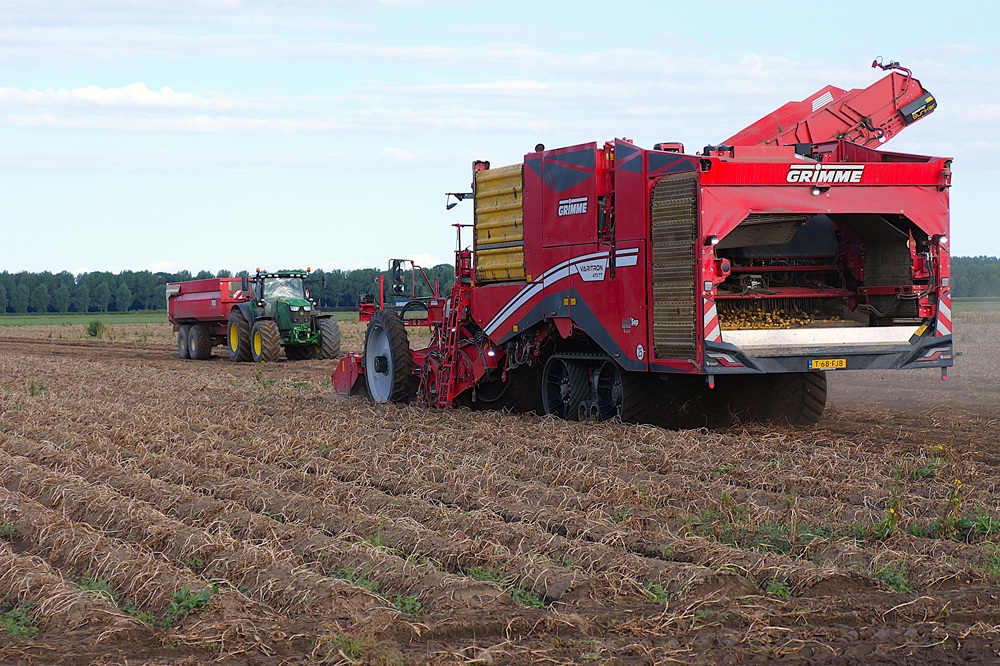 Oogst biologische aardappelen in volle gang