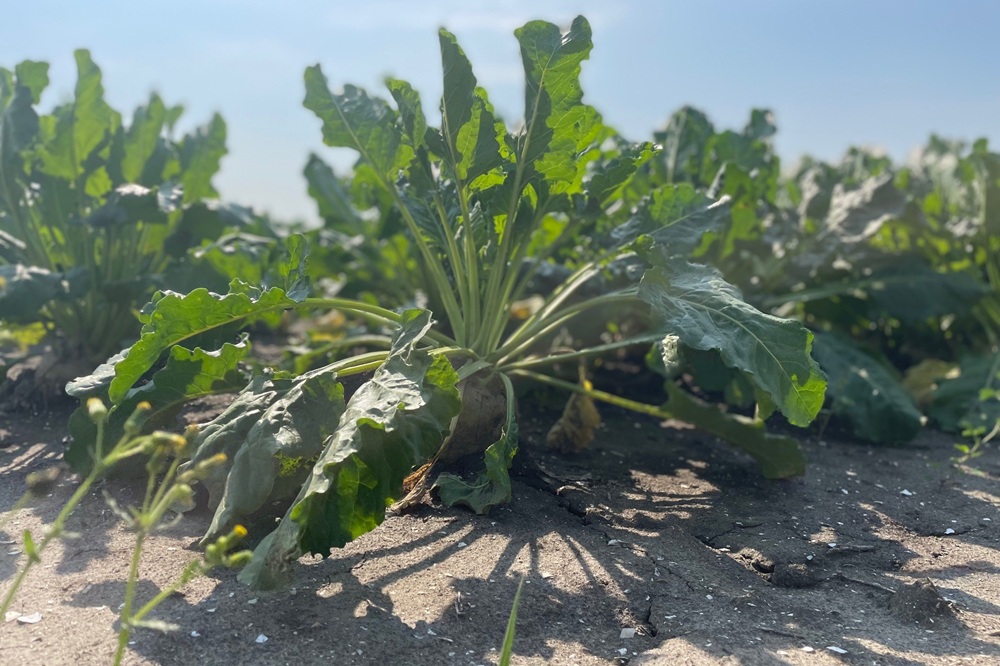 Bietencampagne start een week later door lagere opbrengsten vanwege droogte