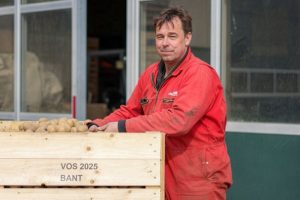 Pootgoedteler Theo Vos: "hoeveel aardappelen heb ik in de bovenmaat weggegeven?"