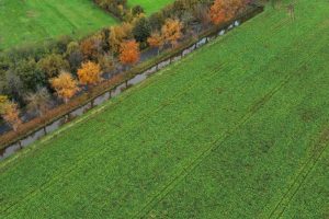 Bladschimmelbestrijding in suikerbieten na half oktober niet meer rendabel