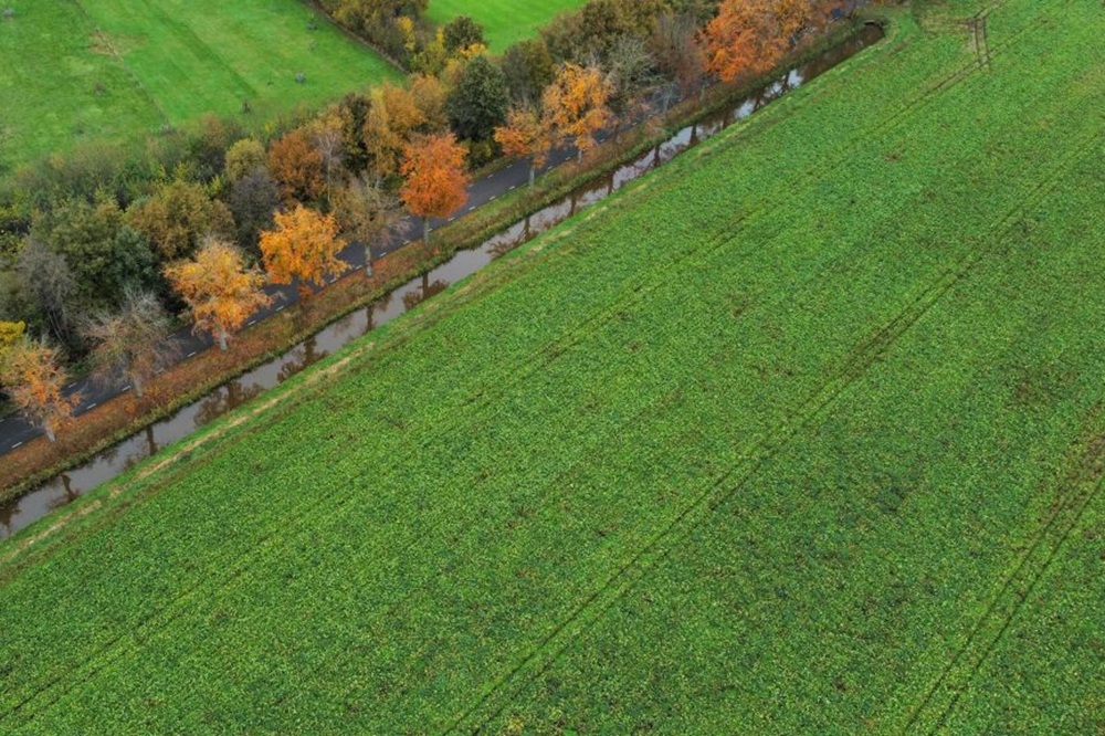 Bladschimmelbestrijding in suikerbieten na half oktober niet meer rendabel