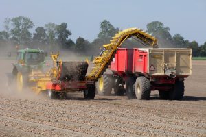 ABN AMRO ziet herstel voor akkerbouw na lastig eerste halfjaar