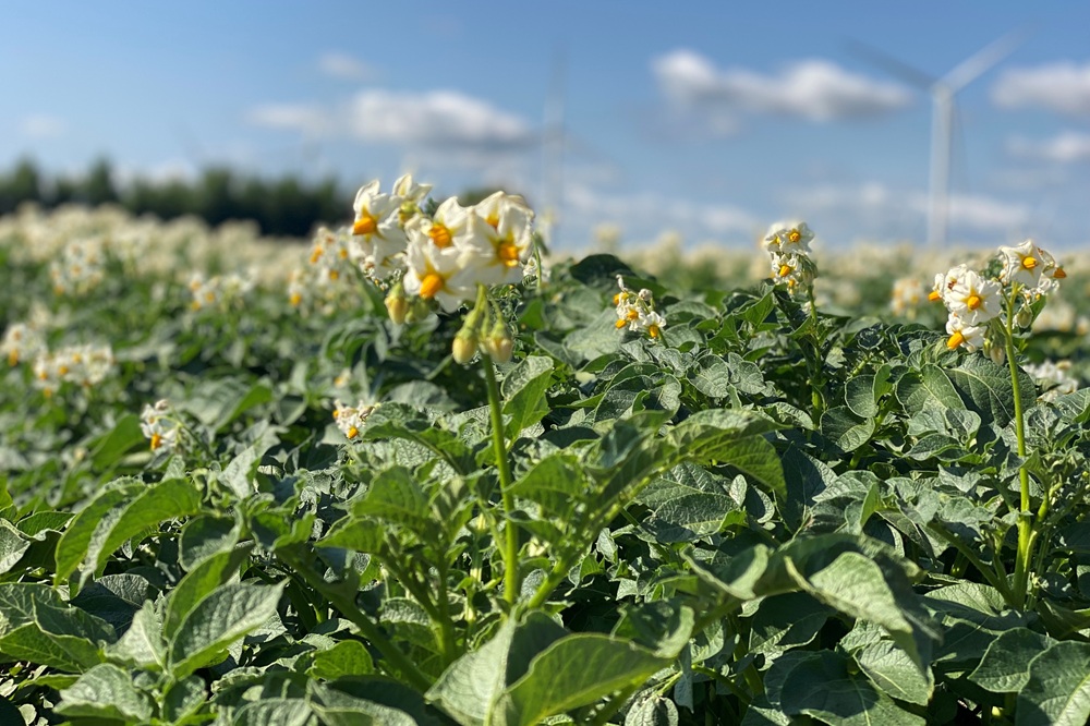 Redden nieuwe veredelingstechnieken de Nederlandse aardappelteelt?
