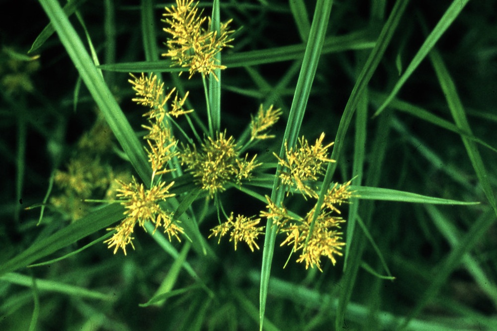 Voorkom verspreiding van knolcyperus tijdens de bietenoogst
