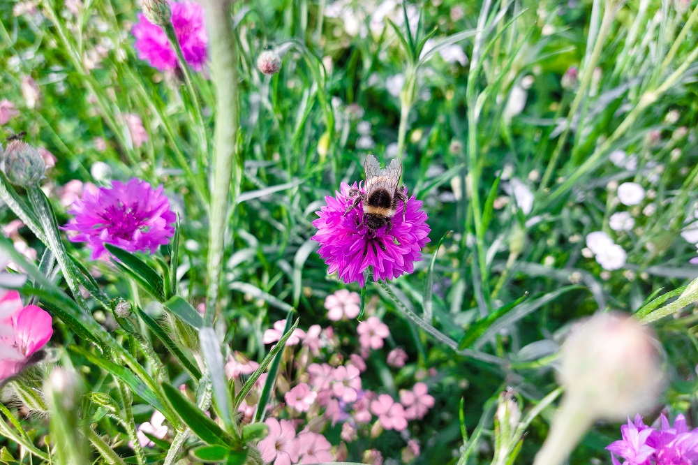 Biodiversiteit op het akkerbouwbedrijf: de praktische rol van bloemenmengsels