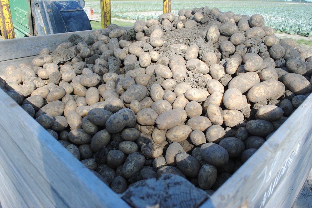 Aardappelmarkt trekt aan nu aanbod af land afneemt