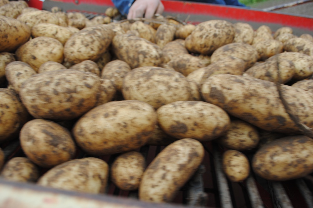 Hitte en droogte drukken Europese opbrengsten van aardappelen, bieten en mais