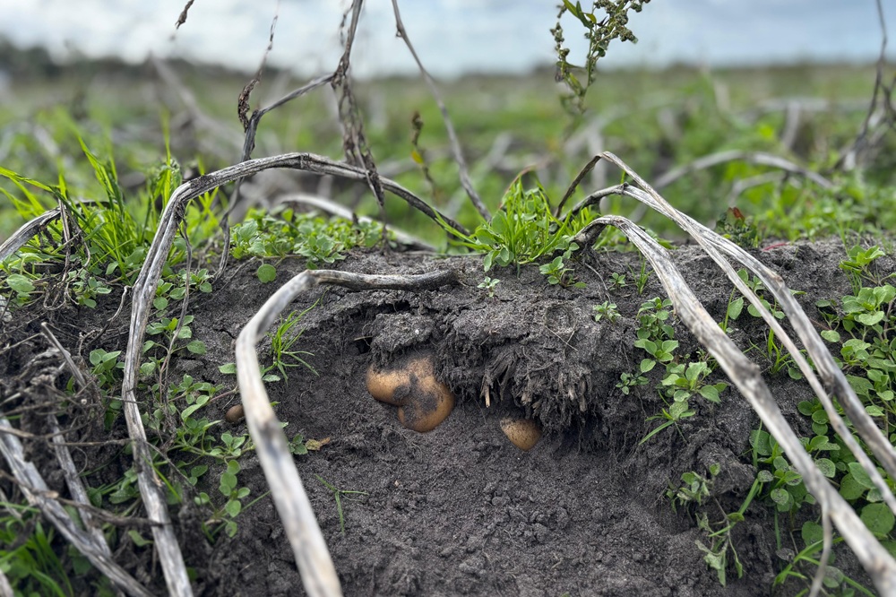 Hoe kan regeneratieve landbouw bijdragen aan een weerbaarder akkerbouwsysteem?