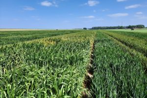 Wintertarwerassen vergeleken: welk ras past bij jouw teelt?