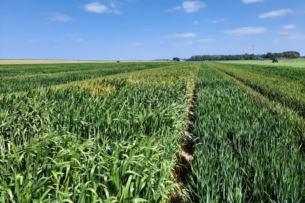 Wintertarwerassen vergeleken: welk ras past bij jouw teelt?