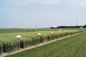 Gids door het landschap van wintertarwerassen