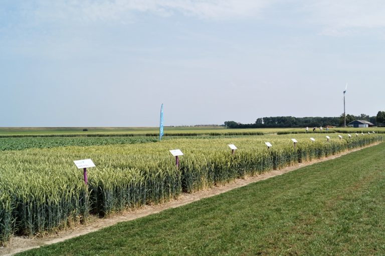 Gids door het landschap van wintertarwerassen