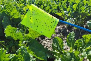 Afsluiting monitoring glasvleugelcicaden in akkerbouwpercelen