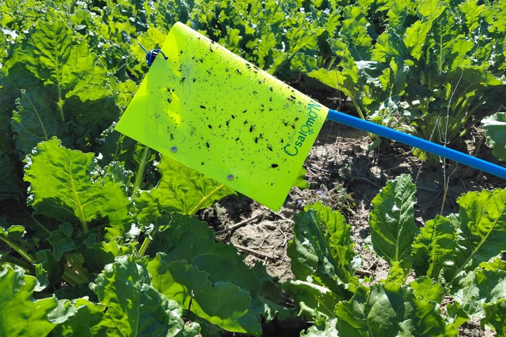 Afsluiting monitoring glasvleugelcicaden in akkerbouwpercelen