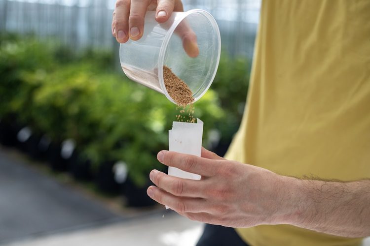 Hybrd True Potato Seeds_Research.750