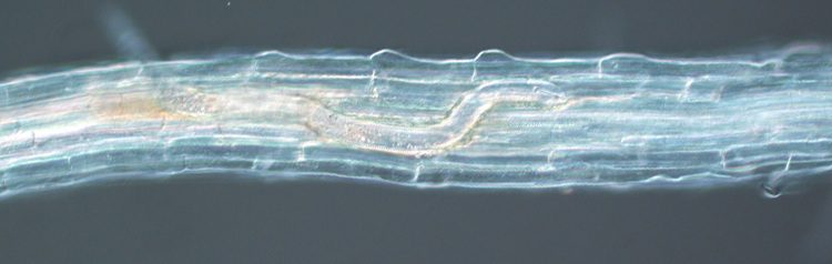 _Microscopic view of the nematode Meloidogyne incognita inside a plant root.750