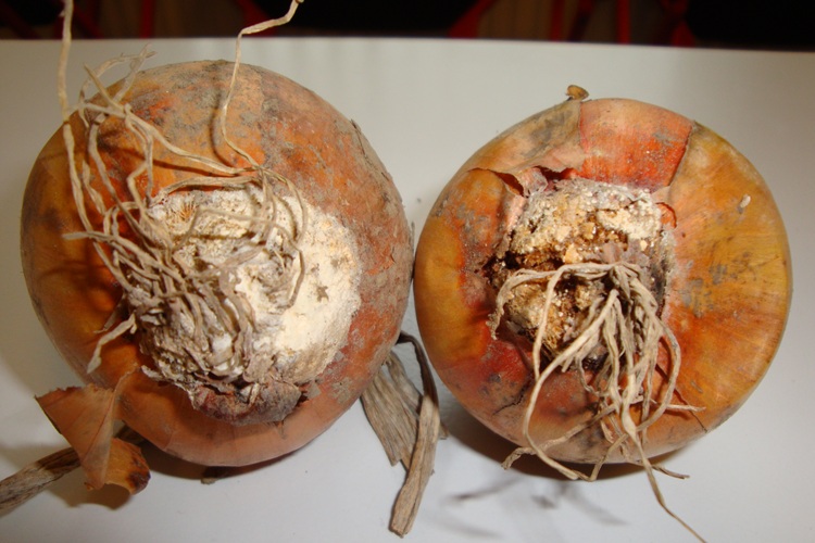 Foto fusarium.750