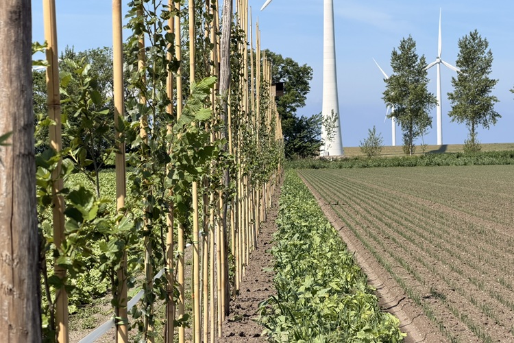 Koetsenruijter 3.750