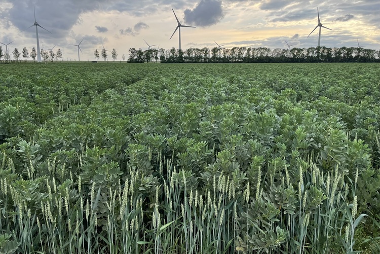 Koetsenruijter 4.750